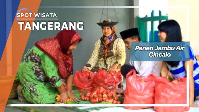 Panen Jambu Air Cincalo Cipondoh Tangerang 