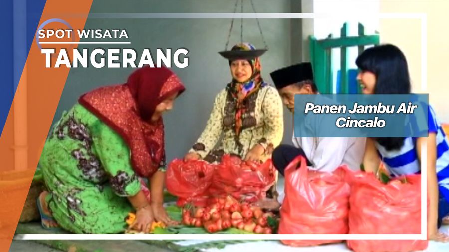 Panen Jambu Air Cincalo Cipondoh Tangerang 
