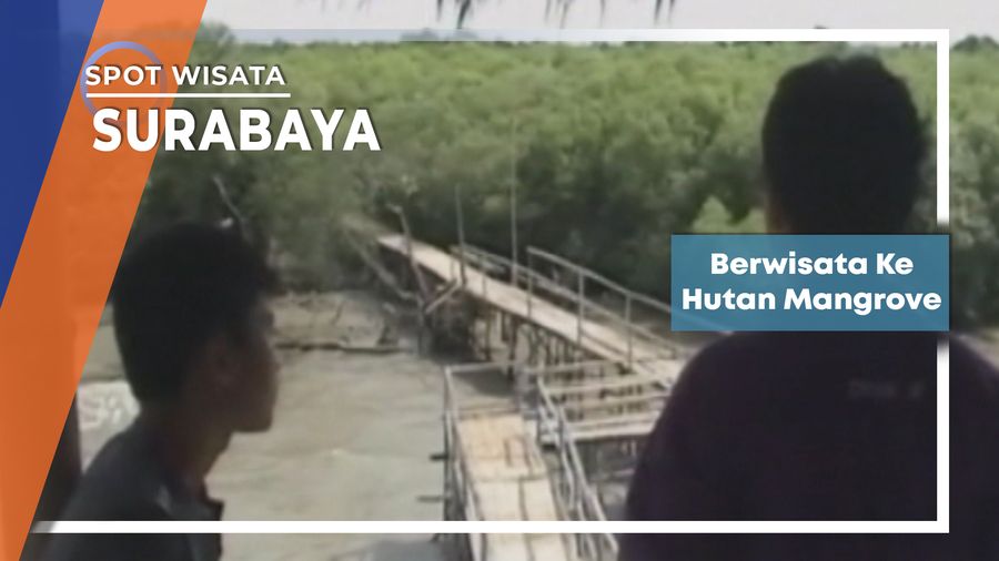 Berwisata ke Hutan Mangrove, Surabaya
