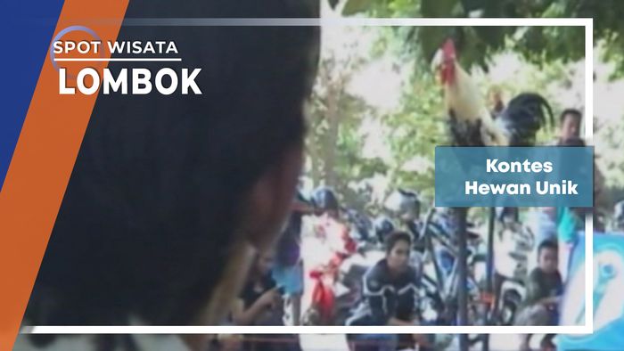 Kontes Hewan Unik, Lombok