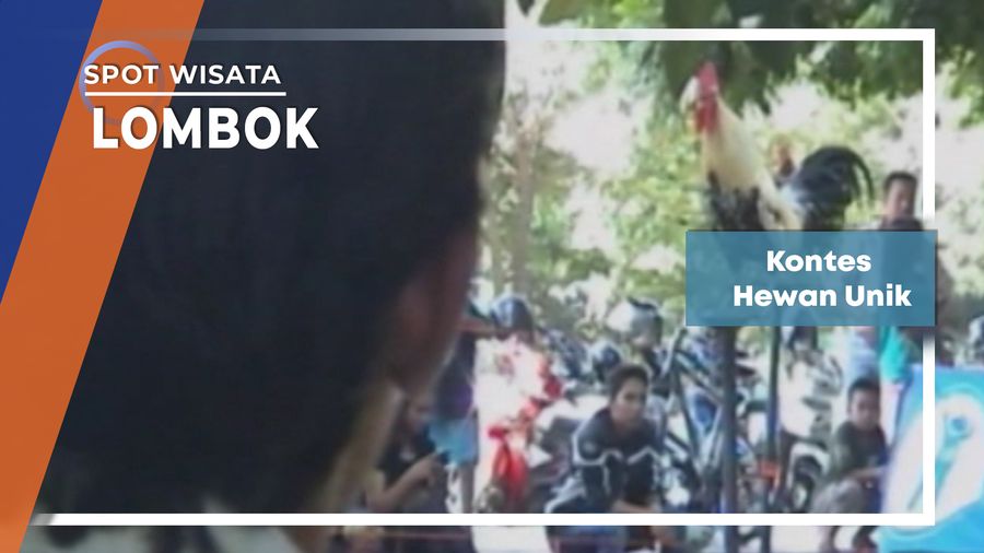 Kontes Hewan Unik, Lombok