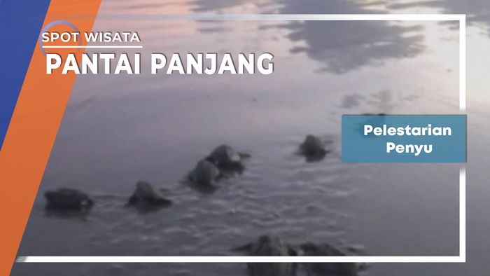 Pelestarian Penyu, Pantai Panjang