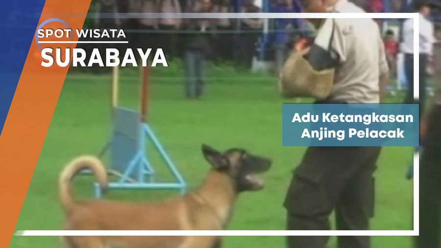 Adu Ketangkasan Anjing Pelacak, Surabaya