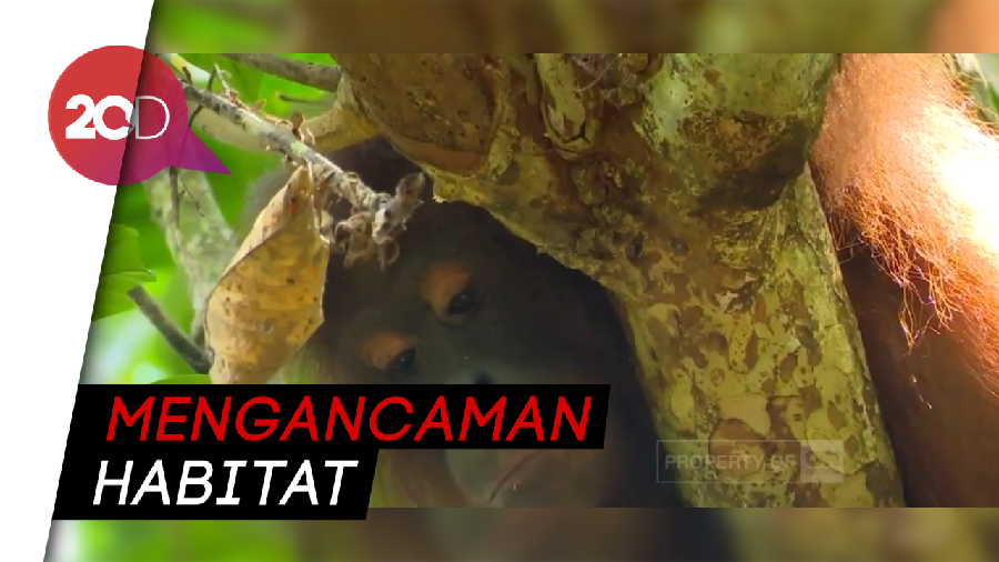 Nasib Orang Utan di Ibu Kota Baru