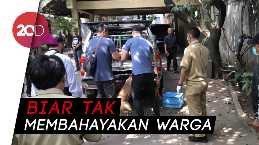 Anjing Bima Aryo Diangkut, Lurah: Memang Harapan Masyarakat