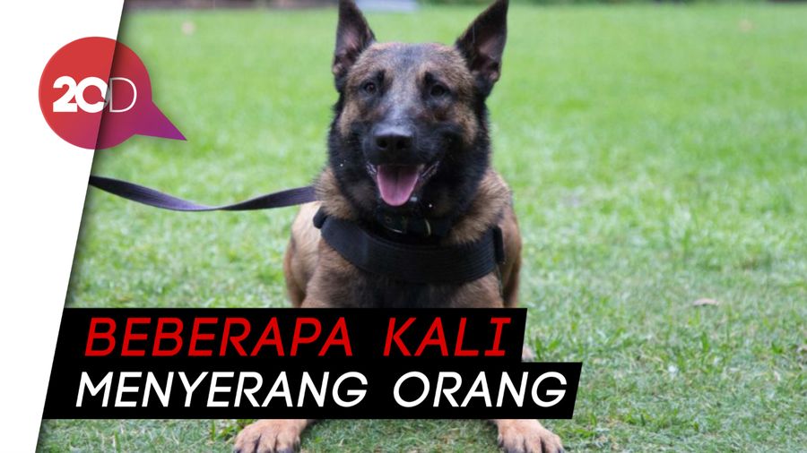Tewaskan ART, Semua Anjing Milik Presenter Bima Aryo Diobservasi