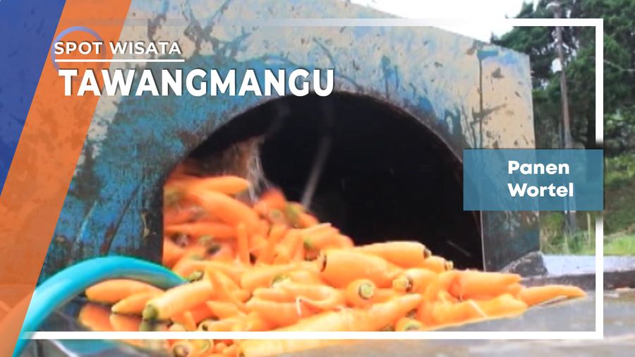 Panen Wortel, Tawangmangu