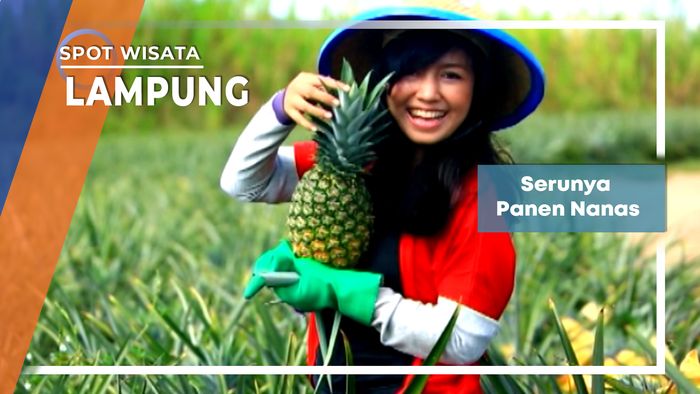 Serunya Panen Nanas, Lampung