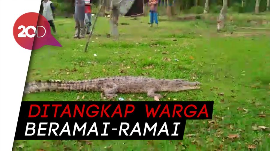 Geger di Siak Riau, Buaya 2,5 Meter Masuk Pekarangan