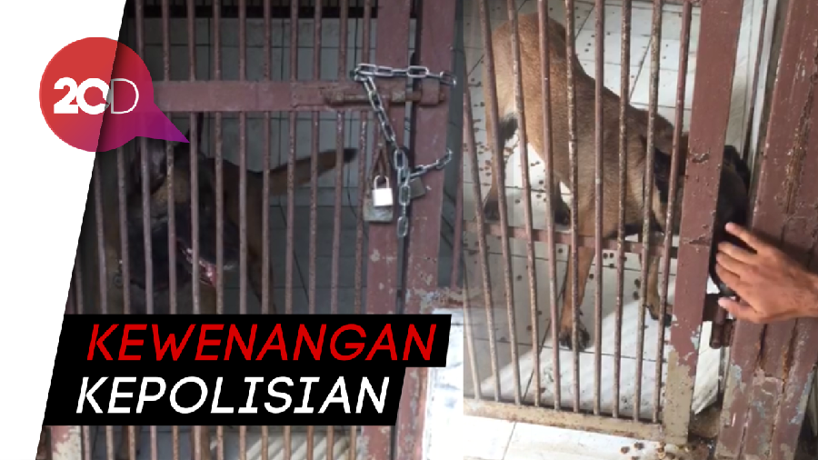 Gigit ART Hingga Tewas, Anjing Bima Aryo Bisa Kembali?