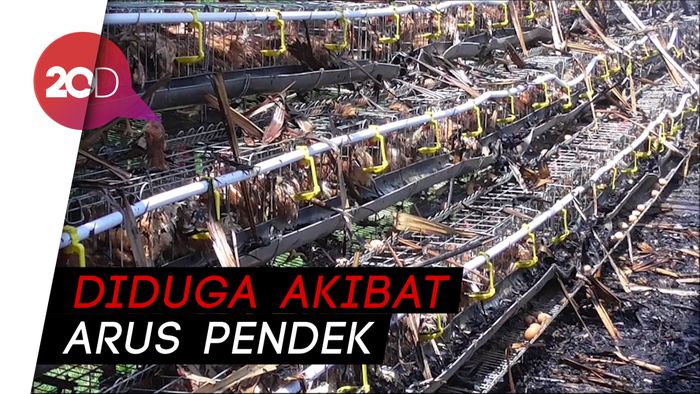 Jago Merah Lahap 2 Rumah dan Ratusan Ekor Ayam di Polewali