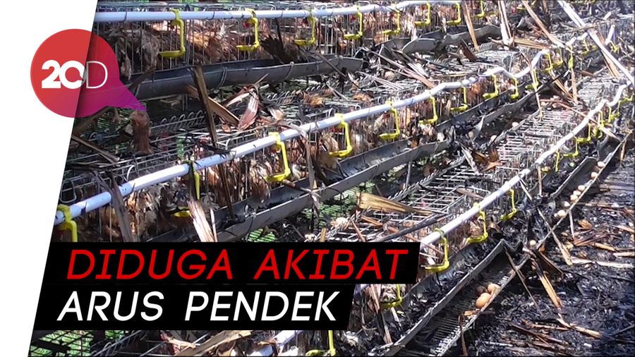 Jago Merah Lahap 2 Rumah dan Ratusan Ekor Ayam di Polewali
