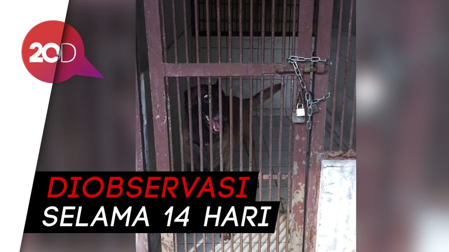 Sudah Divaksin Rabies, Anjing Bima Aryo Tetap Jalani Observasi
