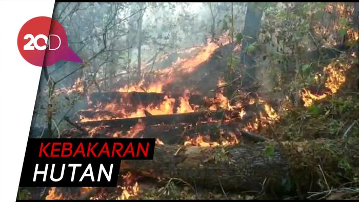 10 Hektare Hutan Pinus di Maros Sulsel Terbakar
