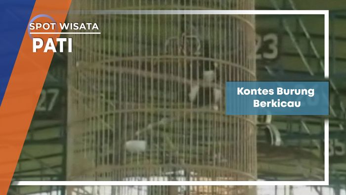 Kontes Burung Berkicau, Pati