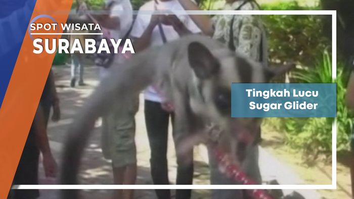 Tingkah Lucu Sugar Glider, Surabaya