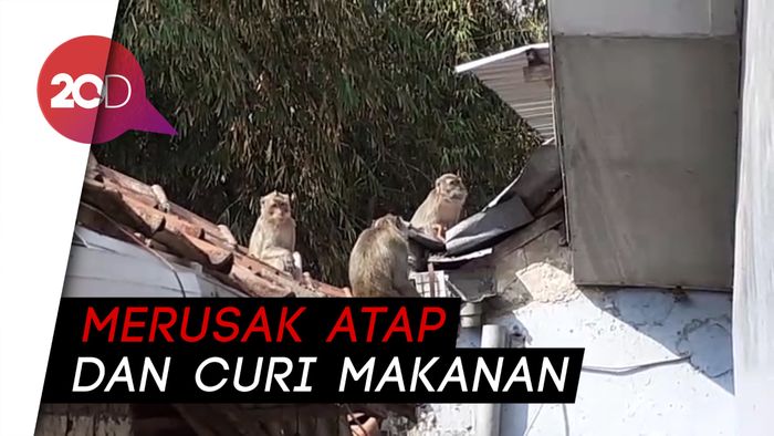 Teror Kera Ekor Panjang di Kampung Cisarua Bandung Barat