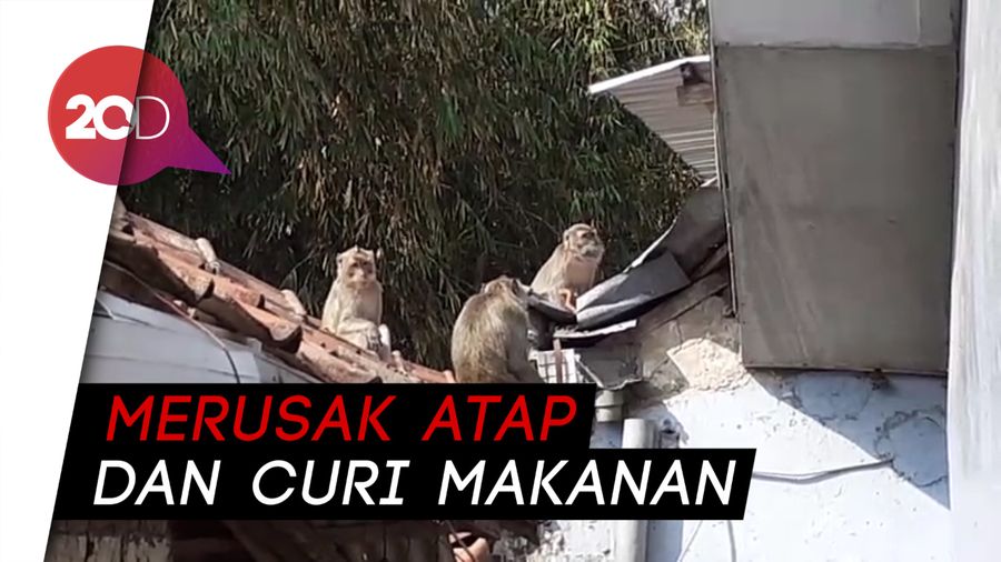Teror Kera Ekor Panjang di Kampung Cisarua Bandung Barat