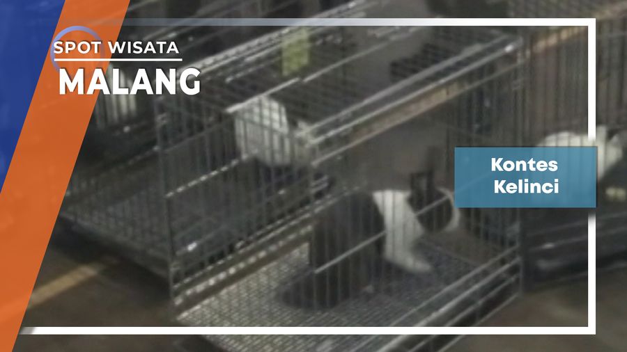 Kontes Kelinci, Malang
