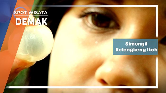 Si Mungil Kelengkeng Itoh Asal Desa Mlatiharjo Gajah Demak