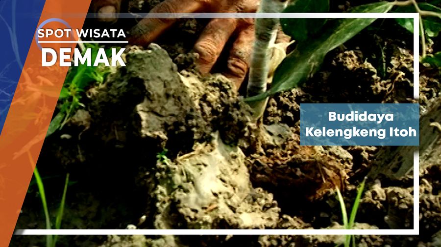 Budidaya Kelengkeng Itoh Di Desa Mlatiharjo Gajah Demak