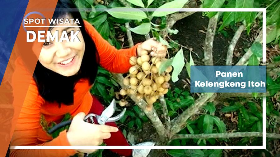 Panen Kelengkeng Itoh di Desa Mlatiharjo Gajah Demak