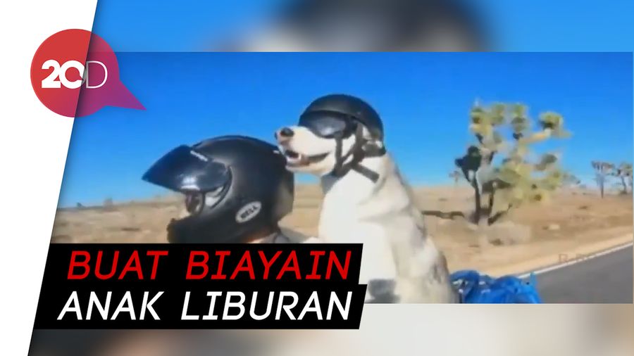 Kenalkan, Fox si Anjing Husky yang Hobi Naik Motor