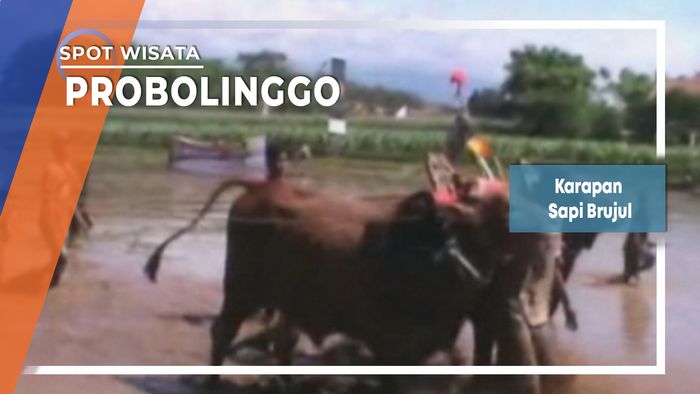 Karapan Sapi Brujul Triwungkidul Probolinggo