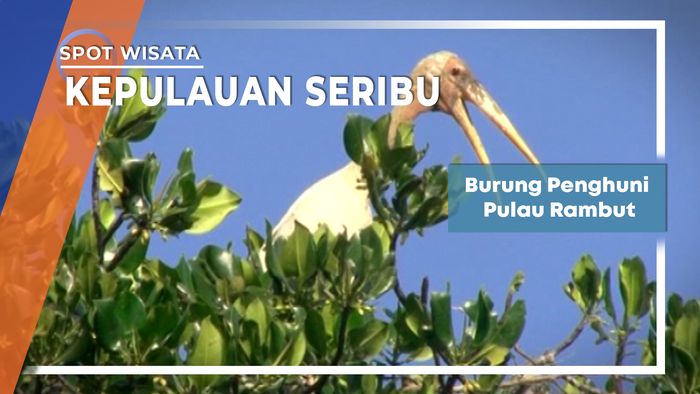 Burung Penghuni Pulau Rambut Kepulauan Seribu Jakarta