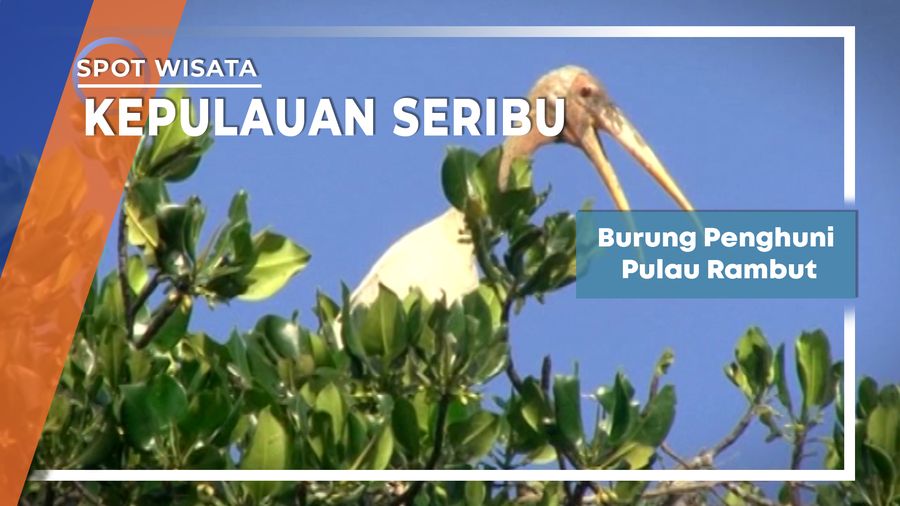 Burung Penghuni Pulau Rambut Kepulauan Seribu Jakarta