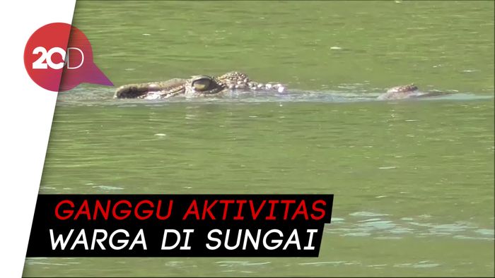 Hii... Buaya Muncul Tiba-tiba di Sungai Maloso Polman Bikin Warga Resah