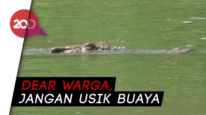 Ada Buaya Muncul di Sungai Maloso, BBKSDA Minta Warga Tak Ganggu