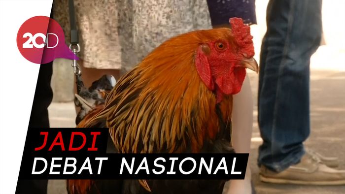 Kokok Ayam Jantan Picu Ketegangan di Prancis, Pengadilan Bersikap