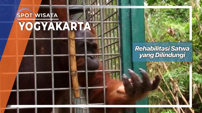 Rehabilitasi Satwa yang Dilindungi, Yogyakarta 
