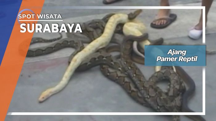 Ajang Pamer Reptil, Surabaya