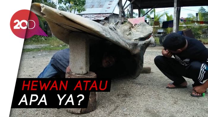 Benda Mirip Tengkorak Raksasa Hebohkan Donggala