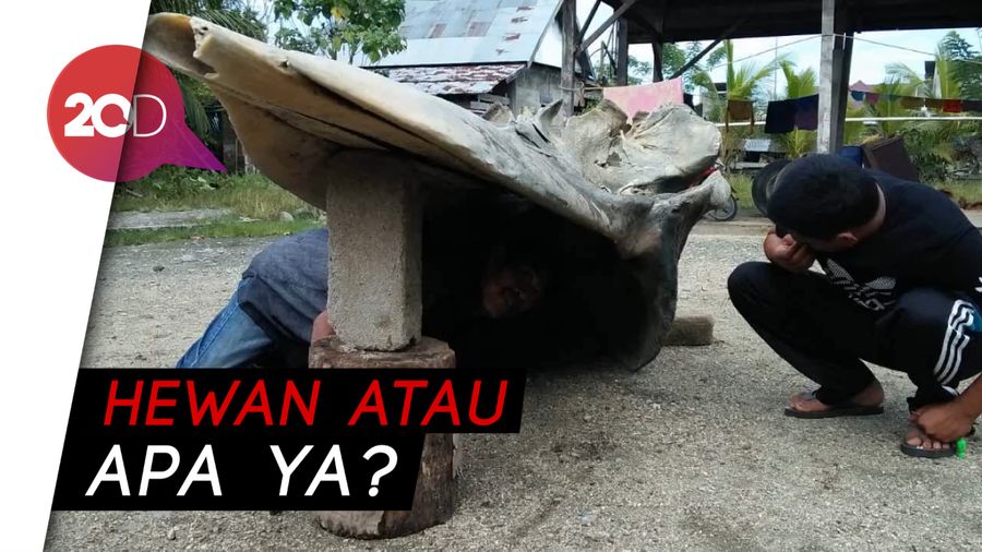 Benda Mirip Tengkorak Raksasa Hebohkan Donggala