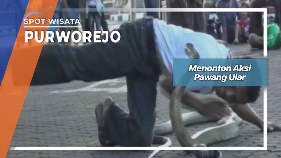Menonton Aksi Pawang Ular, Puworejo 