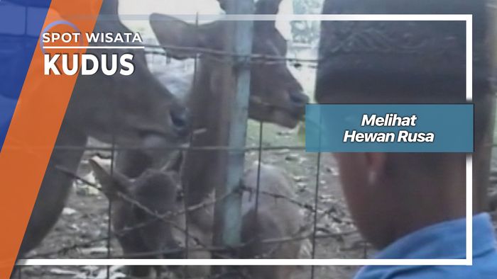 Melihat Hewan Rusa, Kudus