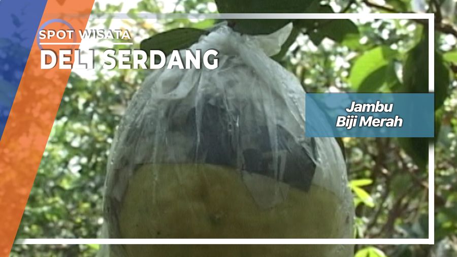 Jambu Biji Merah Desa Telagasari Sunggal Deli Serdang   