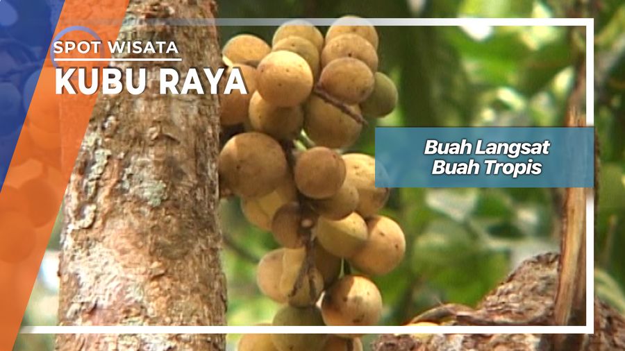 Langsat Buah Tropis Asal Kubu Raya