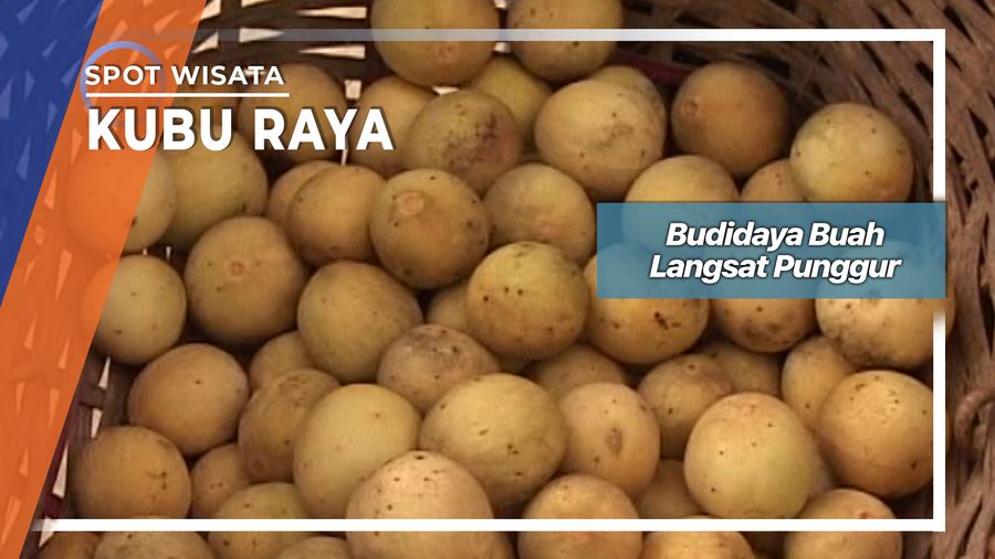 Budidaya Buah Langsat Desa Punggur Kubu Raya 