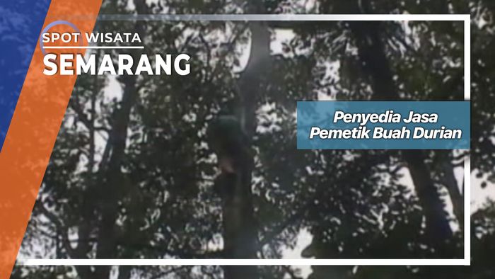Penyedia Jasa Pemetik Buah Durian Desa Brongkol Semarang