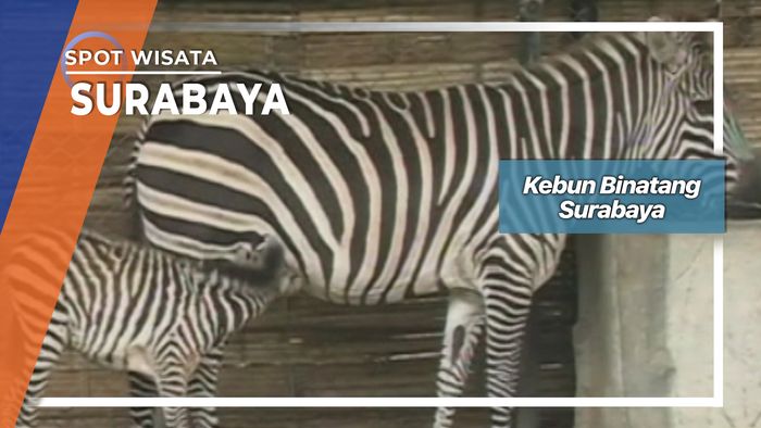Kebun Binatang Surabaya 