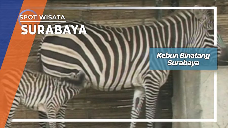 Kebun Binatang Surabaya 