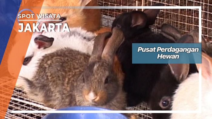 Perdagangan Hewan Barito Jakarta 