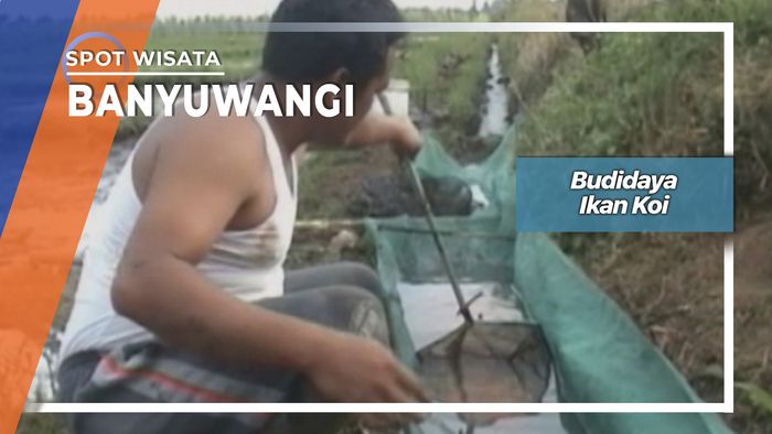 Ikan Koi Dusun Jambewangi Sempu Banyuwangi   