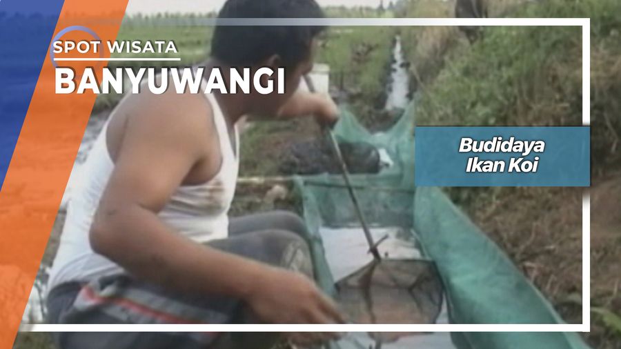 Ikan Koi Dusun Jambewangi Sempu Banyuwangi   
