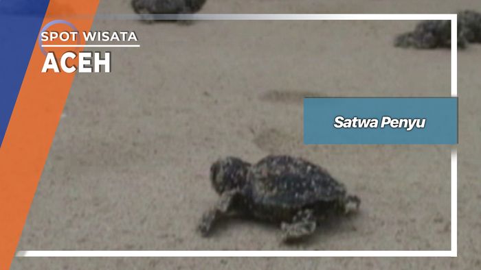 Pelepas Liaran Penyu Tukik Kualatuha Panga Aceh