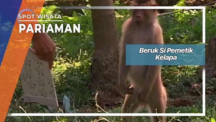 Beruk Si Pemetik Kelapa Pariaman Sumatera Barat